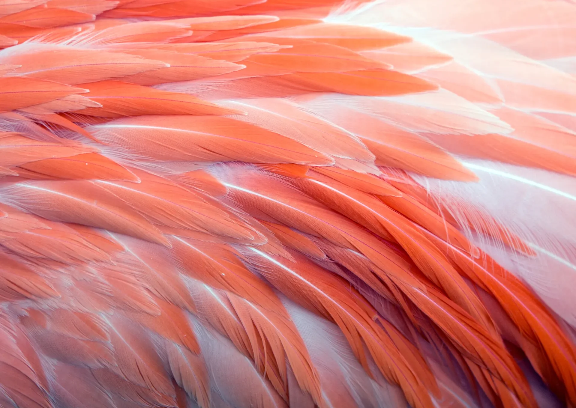 flamingo feathers up close